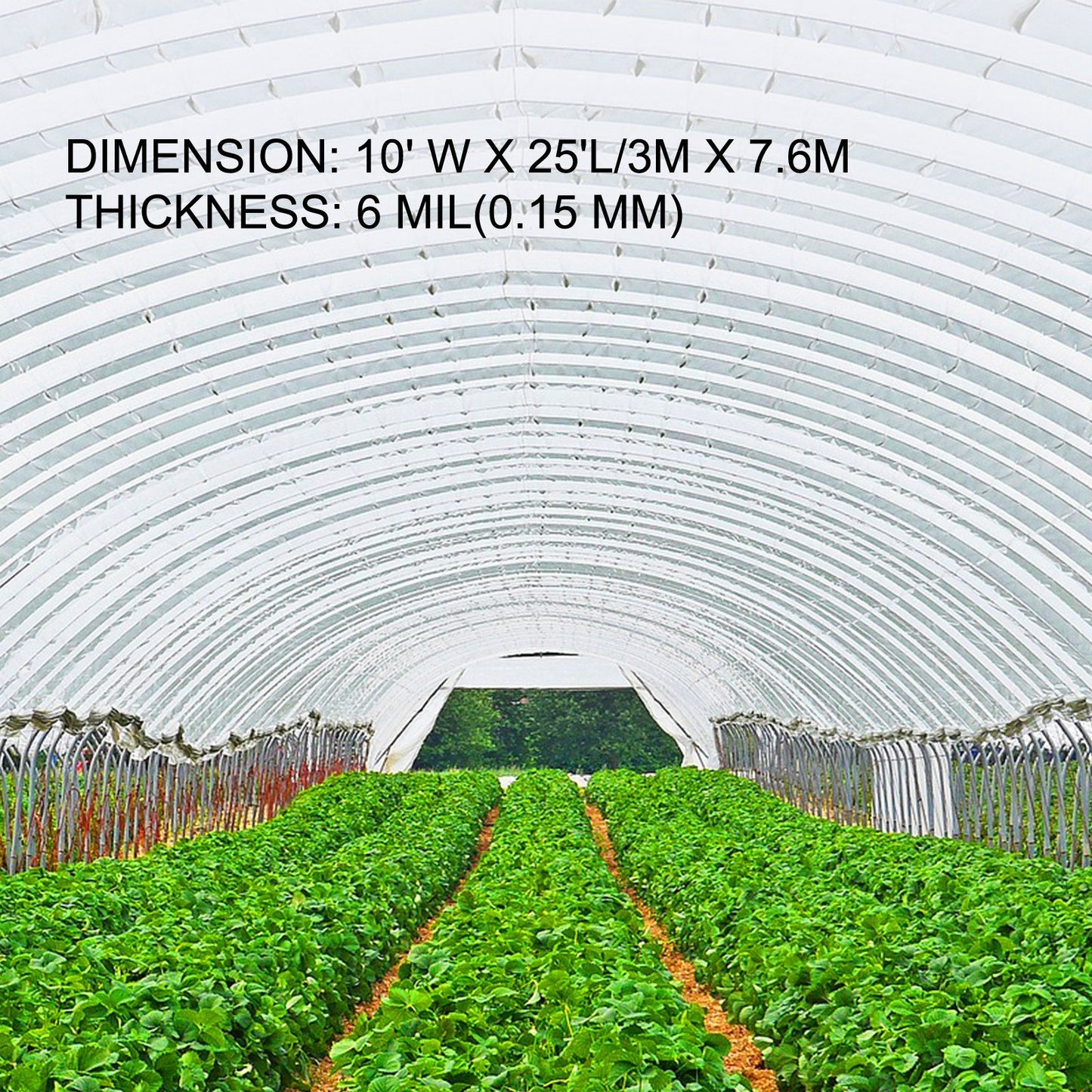 VEVOR Greenhouse Film 10 x 25 ft, Greenhouse Polyethylene Film 6 Mil Thickness, Greenhouse Plastic Greenhouse Clear Plastic Film UV Resistant, Polyethylene Film Keep Warming, Superior Toughness